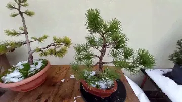 Sosny górskie(pinus mugo)bonsai-kształtowanie i przegląd