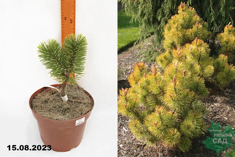 Сосна горная Зюндерт (Pinus mugo Zundert) С4