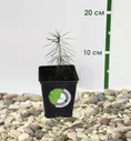 Сосна горная (Pinus mugo) Мугус, Р9