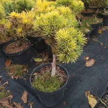 Сосна горная Карстенс Винтерголд штамб 70см Pinus mugo Carsten's Wintergold 15л (Н)