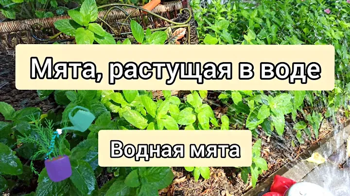 ВОДНАЯ МЯТА. Мята, которая действительно растет в воде.🤔
