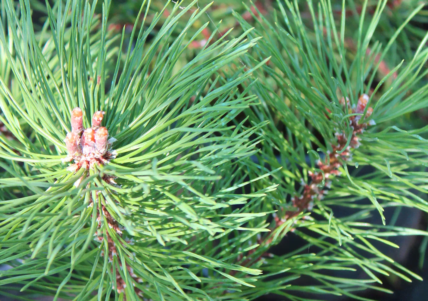 Сосна горная унцината (Pinus uncinata) С7/грунт-2