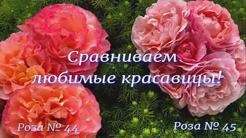 Сравниваем любимые красавицы! Роза № 44 и роза № 45. Питомник растений Е. Иващенко.