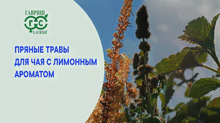 Ароматные травы для чая