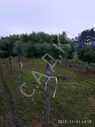 Сосна горная Humpy Бонсай на штамбе 80 обхват 36-40