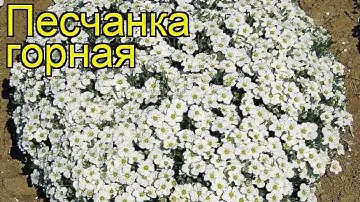 Песчанка горная. Краткий обзор, описание характеристик, где купить саженцы arenaria montana
