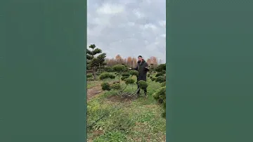 Ниваки из горной сосны