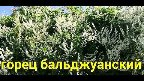 ☝🌿А НЕ ПОСАДИТЬ ЛИ НАМ ГОРЕЦ НА ДАЧЕ? ГОРЕЦ БАЛЬДЖУАНСКИЙ. ГРЕЧИШНИК
