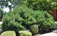 Сосна горная (лат. Pinus mugo), семена