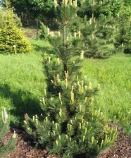 Сосна горная Поль Малетер (Pinus mugo Pal Maleter) C 7,5