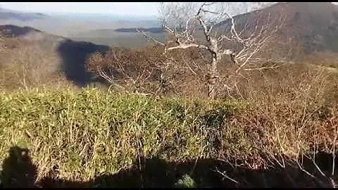 Непроходимый бамбук на сахалине, горный воздух