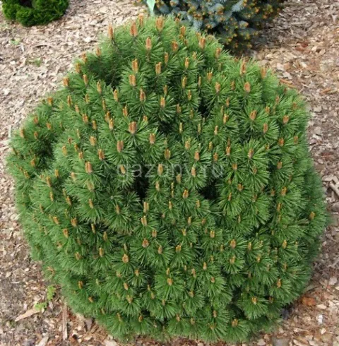 Сосна горная Pinus mugo 'Hnizdo' : С7,5, h=20-30>-0