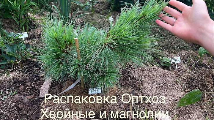 27.08.23 Распаковка Оптхоз Хвойные, сосны, магнолии, нимфея