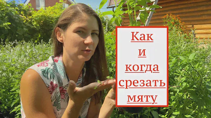 КАК и КОГДА срезать мяту. Выращивание мяты. Как выращивать мяту.