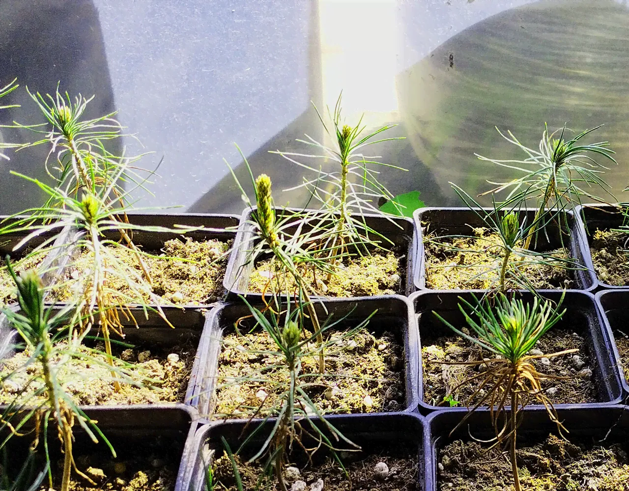 Сосна горная (Pinus mugo) Мугус, Р9