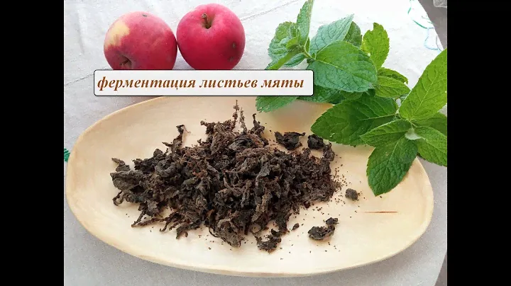 Ферментированный чай из листьев мяты. Как ферментировать мяту легко и просто.