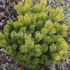 Сосна горная Pinus mugo "Schweizer Tourist" : C7,5, h=30-40>