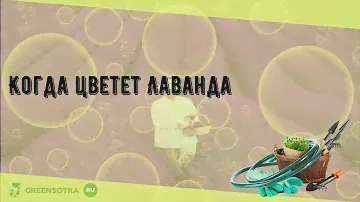 Когда цветет Лаванда