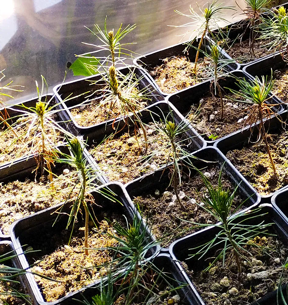 Сосна горная (Pinus mugo) Мугус, Р9-2