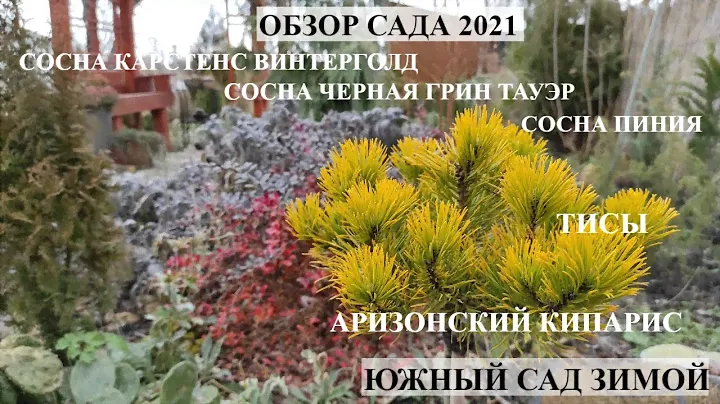 ОБЗОР САДА | сосна (5 сортов) , тис(2сорта), украшаю КИПАРИС | ХВОЙНЫЕ РАСТЕНИЯ ДЛЯ САДА | ЮЖНЫЙ САД