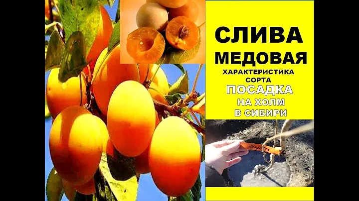 Слива в Сибири/посадка 🌷Сажаем Сливу сорта Медовая на Холм весной 🌷Характеристика сорта сливы