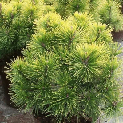 Сосна горная "Швейцарский турист" (Pinus mugo "Schweizer Tourist")