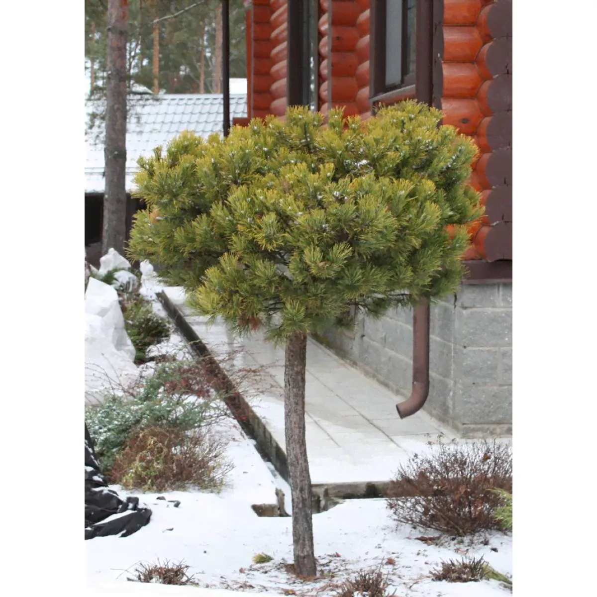 Сосна горная Winter Gold на штамбе С10/Ра 100