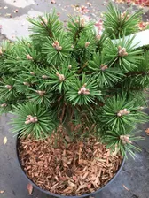 Сосна горная Бенджамин штамб 60см Pinus mugo Benjamin 15л (Н)