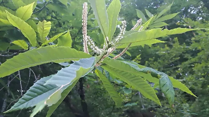 Какой он каштановый мед? Шестирамочники на каштане.