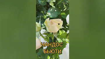 РОЗА 💚🧡💚ЧАНДОС БЬЮТИ ЛЮБИМИЦА В САДУ🌳🌳🌳..