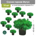 Сосна горная Мугус 40-60 см в пластиковом горшке 5 л, саженец, хвойное живое растение, комплект из 10 шт