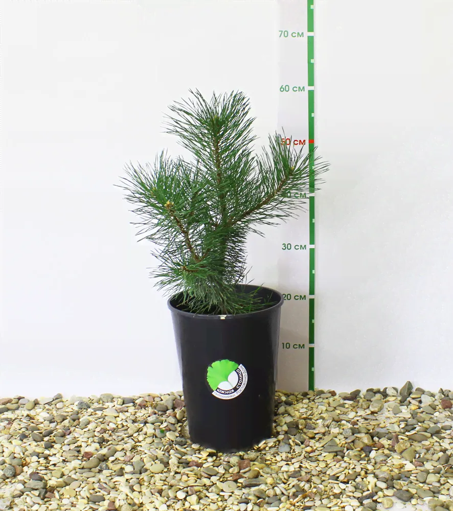 Сосна горная унцината (Pinus uncinata) С7/грунт-1