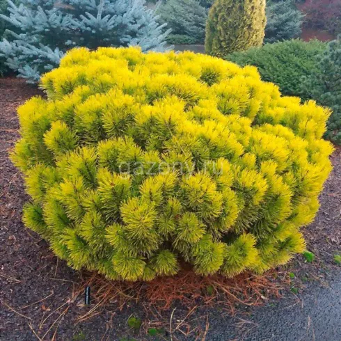 Сосна горная Pinus mugo "Carsten" : С7,5, h=20-30>-0