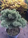 Ели, сосны натуральные - Сосна горная March (Pinus mugo March)