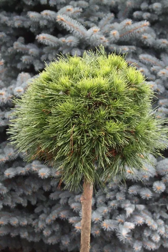 Сосна горная (Pinus mugo Varella C15 PA 40-60)-0
