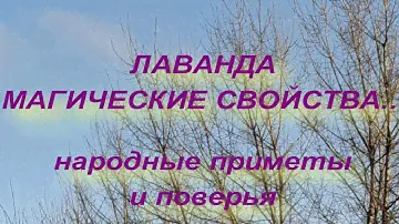 ЛАВАНДА . МАГИЧЕСКИЕ  И ЦЕЛЕБНЫЕ СВОЙСТВА .  народные приметы и поверья .