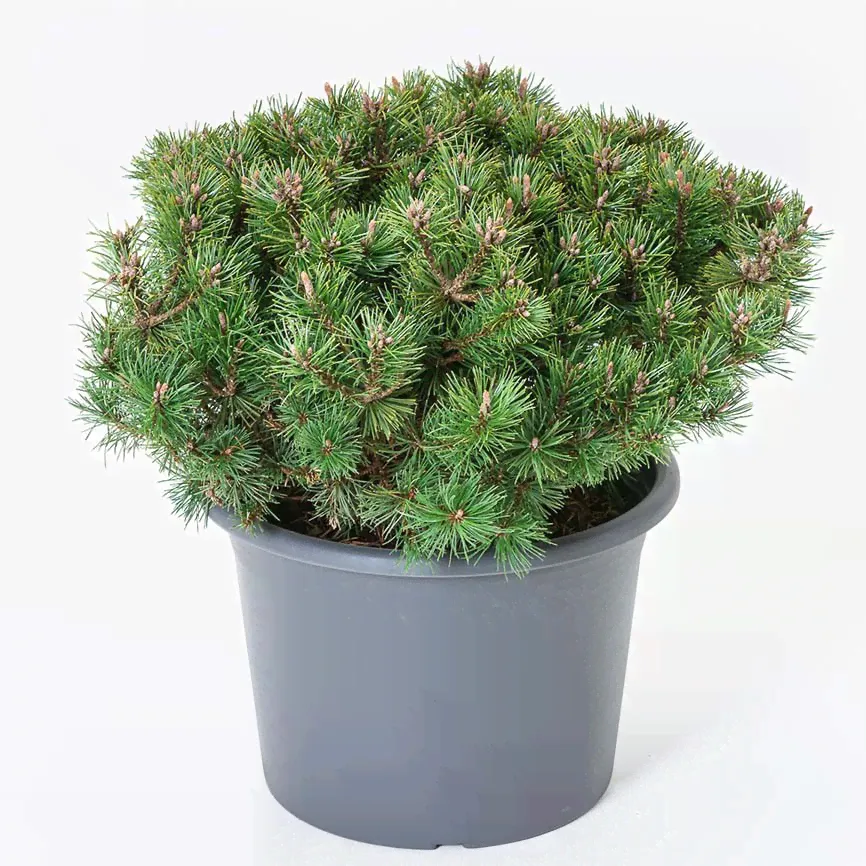 Сосна горная Пикобелло (Pinus mugo Picobello) D10; 30-40cm. XXL из питомника Ваш сад из питомника Ваш сад
