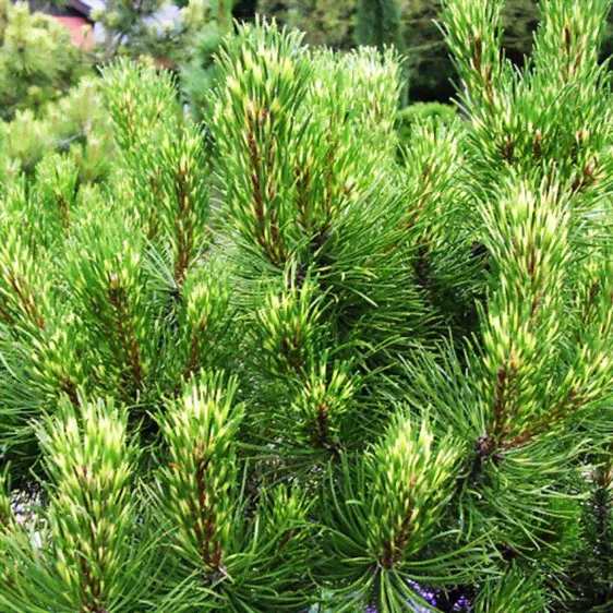 Сосна горная Саншайн / С5 / Pinus mugo Sunshine-1
