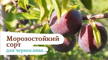 Уникальная слива «Уральский чернослив»