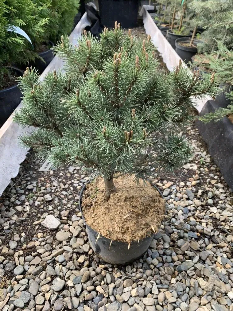 Сосна горная Мопс Pinus mugo Mops 5л (H)-0