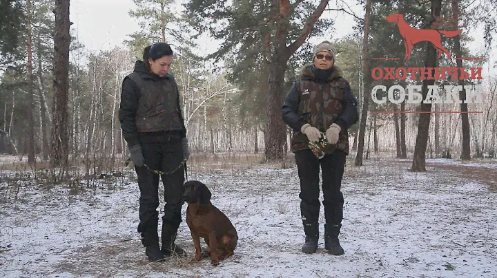 Охотничьи собаки. 30 серия. Баварская гончая