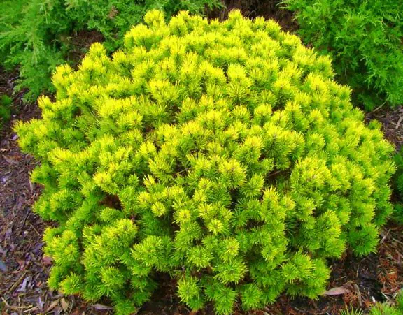 Сосна горная Офир/Pinus mugo Ophir 40-60 С30, шт