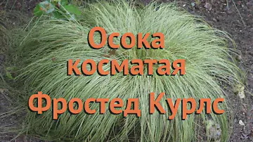 Осока косматая Фростед Курлс (carex frosted-kurls) 🌿 обзор: как сажать, саженцы осоки Фростед Курлс