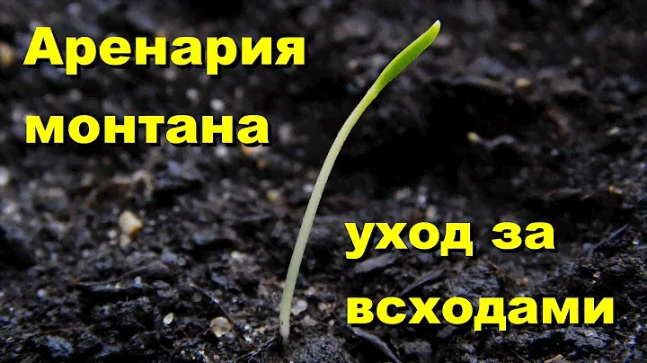 Аренария монтана, или песчанка горная. Уход за всходами.