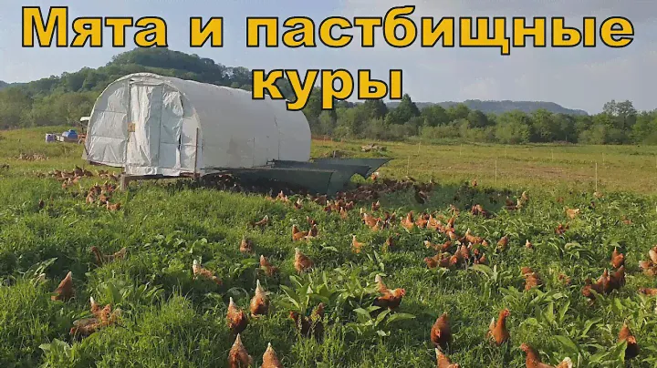 Горная мята и пастбищные куры 15 мая 2021 года