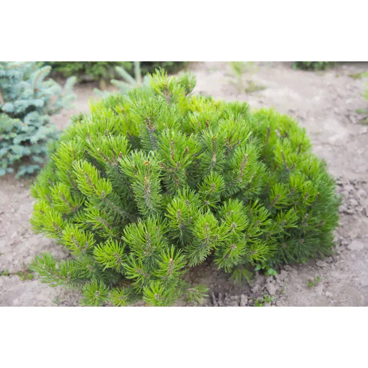 Сосна горная Мугус Pinus mugo "Mugus"-0