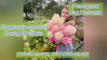 Гортензия купить саженцы с питомника
