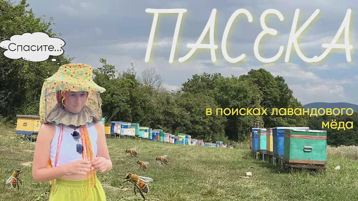 Пасека. Охота на лавандовый мед!