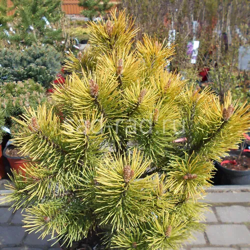 Golden Glow pinus mugo (Сосна горная Голден Глоу)-0