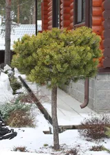 Сосна горная Винтер Голд ШТАМБ - Pinus mugo "Winter Gold"